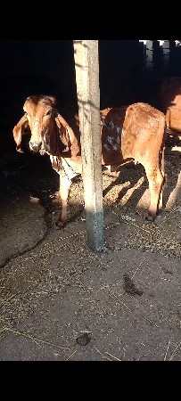 ગીર વાંસળી વેચવાની છે