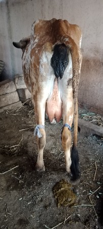 ગાય વેચવાની છે