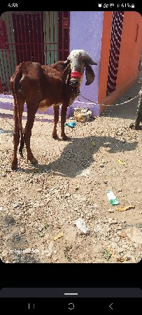 थंबनेल 2