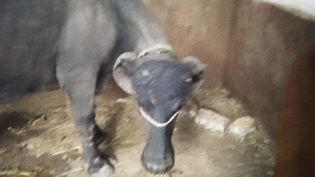 थंबनेल 3