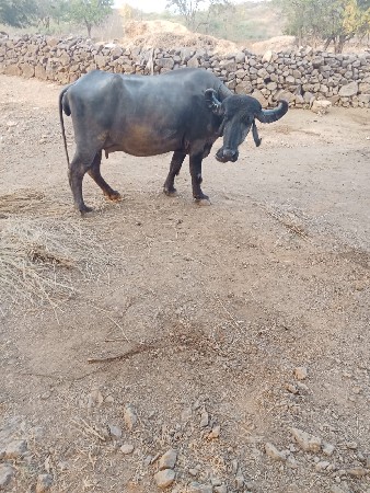 थंबनेल 2