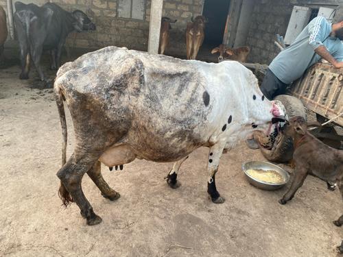 ગાય દેવની સે સાવ સોજી ૩ દિવસ વ્યાને થયા