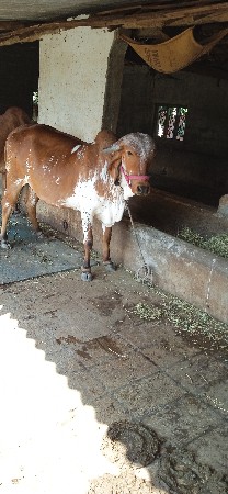 ગીર ગાય વેસવા ની છે