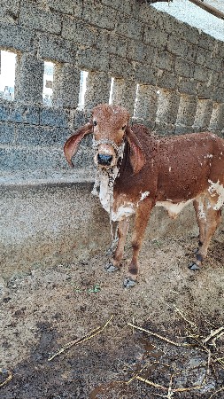 थंबनेल 3