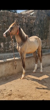 थंबनेल 3