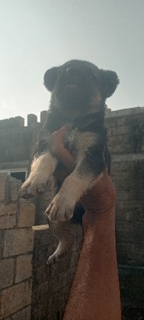 જરમનના બસા