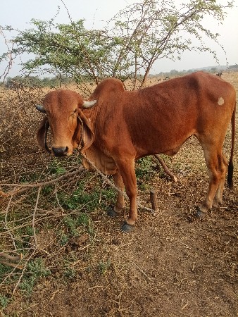 દેશી  ઓડકી