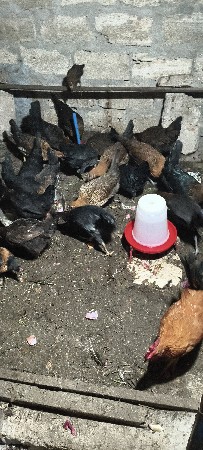 સોનાલી મૂરઘી