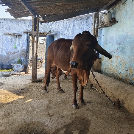 વેચવાની