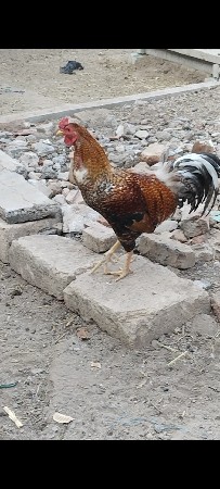 desi kukdo full size