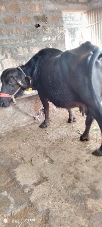 ભેંશ વેસવા ની છે