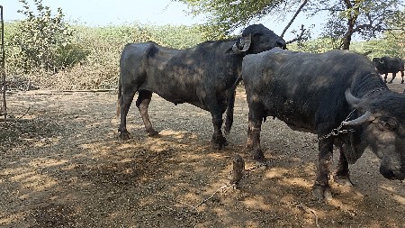 પાડો વેચવાનો છે