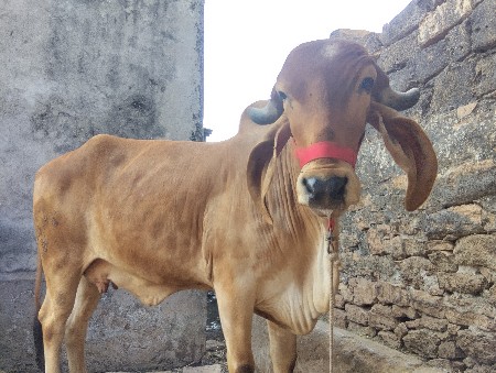 ગીર હોડકી વેચવાની છે....