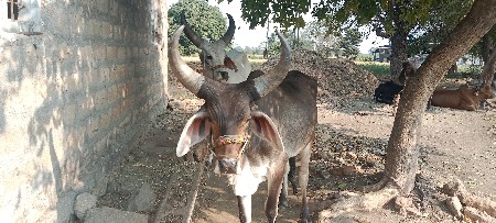 બળદ વેચવા ના છે