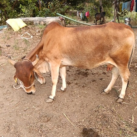 ગાય વેચવાની છે.