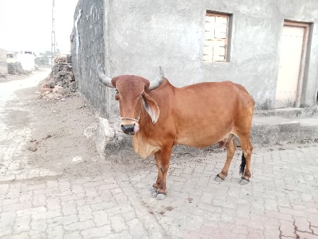 ગાય વેચવાની