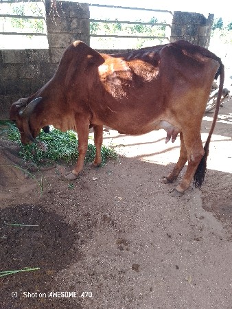 25દીવસપની વયાણેલ