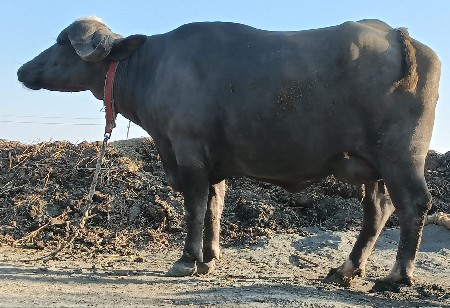 थंबनेल 3