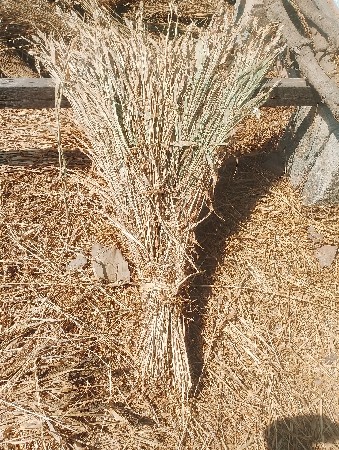 jvar ni shar vechvani che