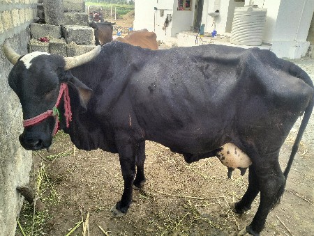 थंबनेल 3