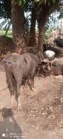 પાડો વેચવાનો છે