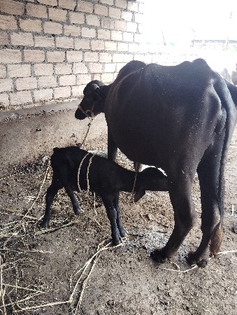 थंबनेल 2