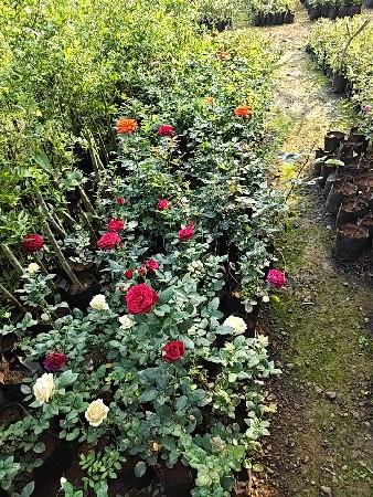 ટોટલ બાગાયતી રોપા કલમી ખાતરી પૂર્વ