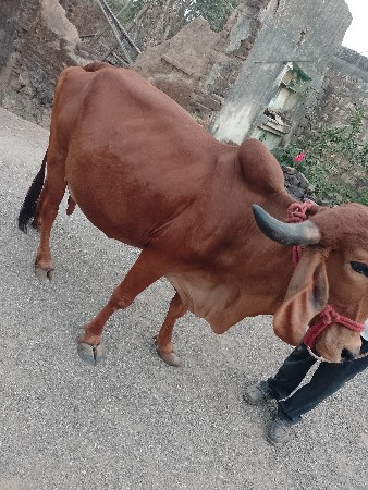 ગાય વેચવાની છે