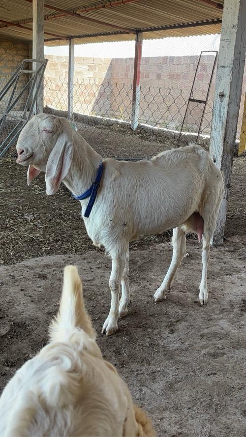 Sara vela ni bakri vechvani che 
Be daag bakri full gulabi
3 mounth ni ghabhin  sara top qawality bareeders thi time paas wada call na kare