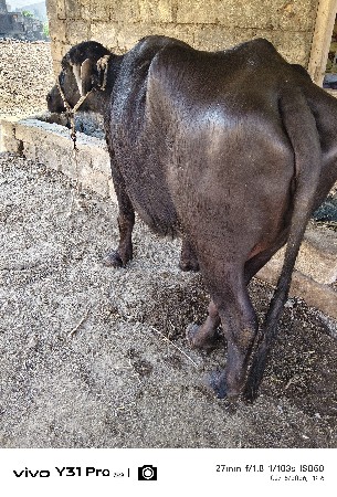 આ ખડેલી વેચવાની છે