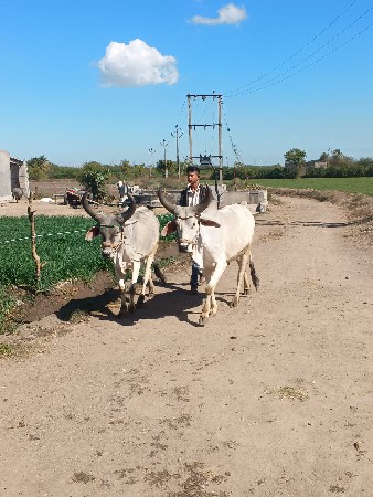 godhla vechva na chhe