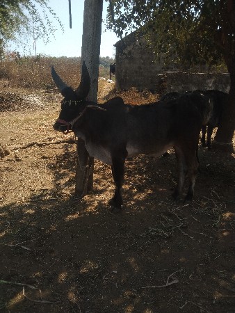 થંબનેલ 3