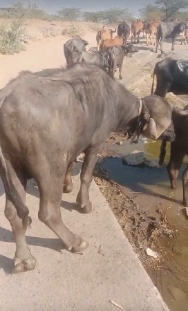 थंबनेल 2