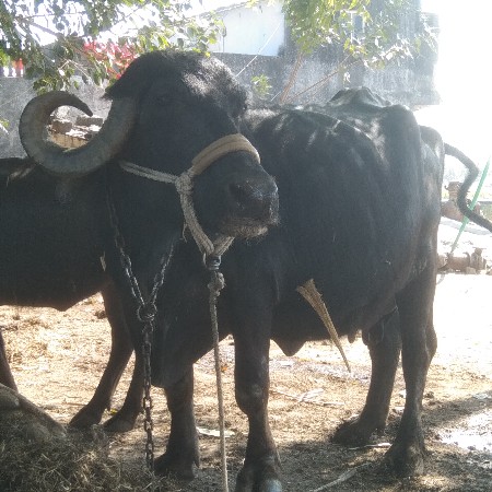 थंबनेल 2