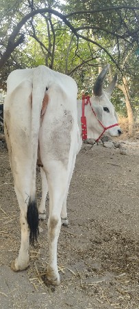 કાંકરેજ ગાયના શાતામાં