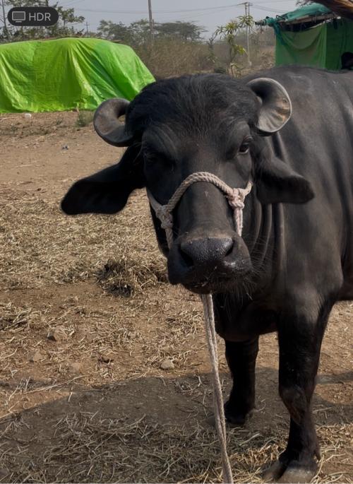 થંબનેલ 2