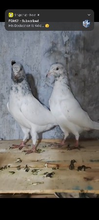 થંબનેલ 2