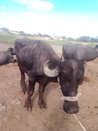 थंबनेल 3