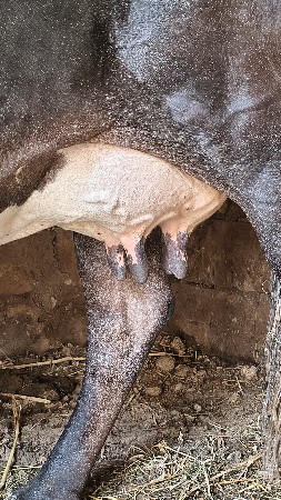 ગાય વેચવાની છે