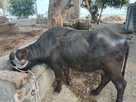 પેલા વેતરની ખળલી વેસવાનીસે