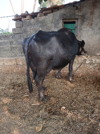 थंबनेल 2