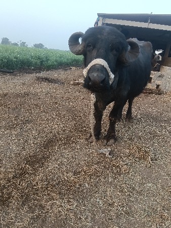 ભેશ વેસવાની છે ટોટલ જવાબદારી