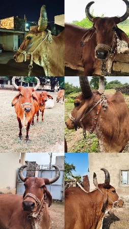 વેચવાની છે