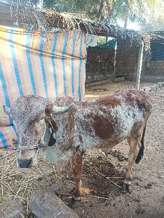 थंबनेल 2