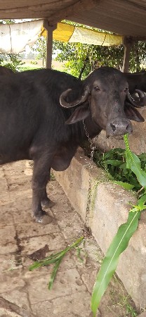 ભેંસ વેચવાની છે