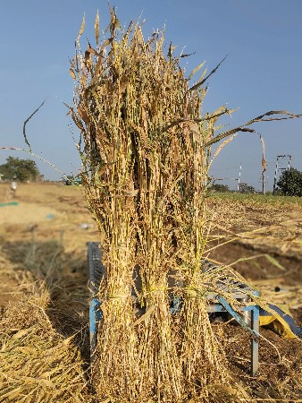 જુવાર ની નીણ