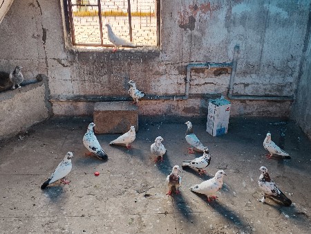 થંબનેલ 2