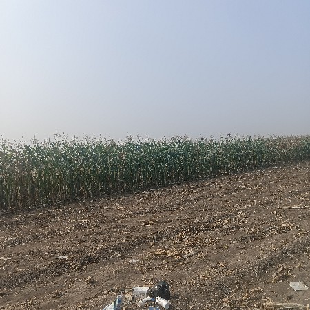 મકાઈ નો સારો વેચવાનો છે