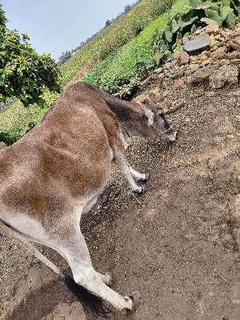 એચ. એફ. ગાય વેચવાની છે