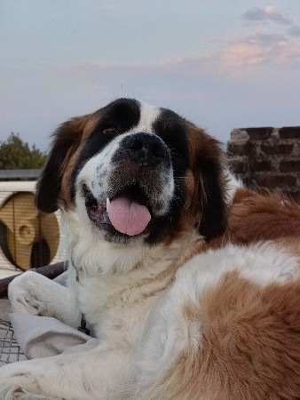 sent barnad ( સેન્ટ બર્નાડ)